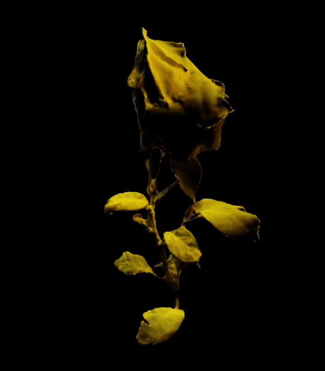 Analog Anthology Image 1